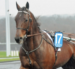 Maharajah skulle ha nummer 17 på vojlocken fler gånger. Foto; C.Kärrstrand